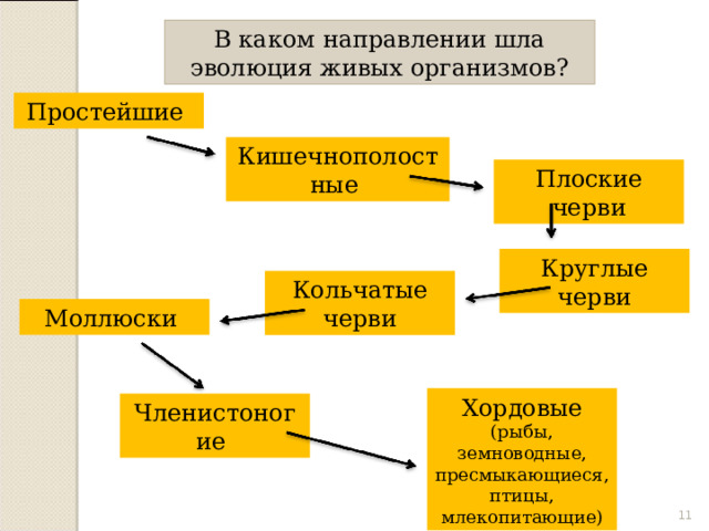 В каком направлении шла эволюция живых организмов? Простейшие Кишечнополостные Плоские черви Круглые черви Кольчатые черви Моллюски Хордовые (рыбы, земноводные, пресмыкающиеся, птицы, млекопитающие) Членистоногие  
