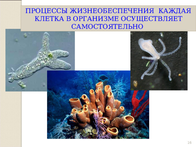 КАК ЖЕ ОБХОДЯТСЯ БЕЗ КРОВЕНОСНОЙ СИСТЕМЫ? ПРОЦЕССЫ ЖИЗНЕОБЕСПЕЧЕНИЯ КАЖДАЯ КЛЕТКА В ОРГАНИЗМЕ ОСУЩЕСТВЛЯЕТ САМОСТОЯТЕЛЬНО  