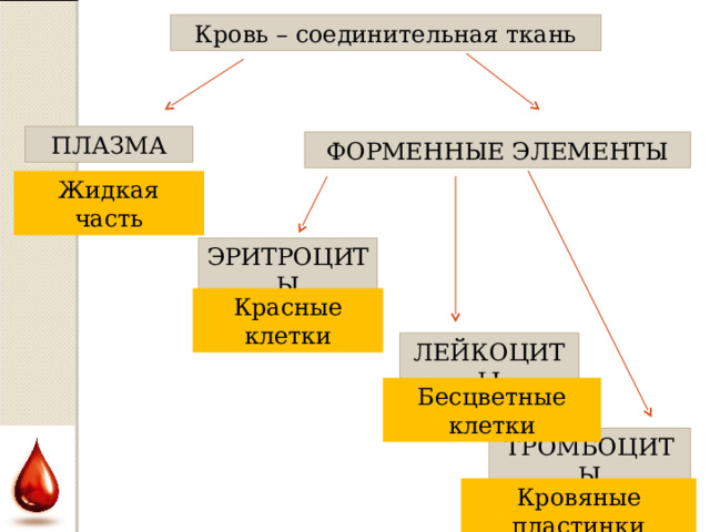 Кровь – соединительная ткань ПЛАЗМА ФОРМЕННЫЕ ЭЛЕМЕНТЫ Жидкая часть ЭРИТРОЦИТЫ Красные клетки ЛЕЙКОЦИТЫ Бесцветные клетки ТРОМБОЦИТЫ Кровяные пластинки  