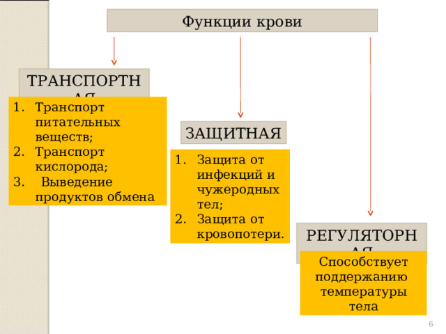 Функции крови ТРАНСПОРТНАЯ Транспорт питательных веществ; Транспорт кислорода; 3. Выведение продуктов обмена ЗАЩИТНАЯ Защита от инфекций и чужеродных тел; Защита от кровопотери. РЕГУЛЯТОРНАЯ Способствует поддержанию температуры тела  