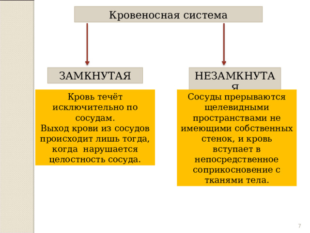 Кровеносная система ЗАМКНУТАЯ НЕЗАМКНУТАЯ Кровь течёт исключительно по сосудам. Выход крови из сосудов происходит лишь тогда, когда нарушается целостность сосуда. Сосуды прерываются щелевидными пространствами не имеющими собственных стенок, и кровь вступает в непосредственное соприкосновение с тканями тела.  