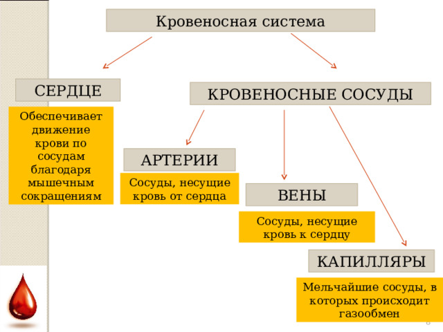 Кровеносная система СЕРДЦЕ КРОВЕНОСНЫЕ СОСУДЫ Обеспечивает движение крови по сосудам благодаря мышечным сокращениям АРТЕРИИ Сосуды, несущие кровь от сердца ВЕНЫ Сосуды, несущие кровь к сердцу КАПИЛЛЯРЫ Мельчайшие сосуды, в которых происходит газообмен  