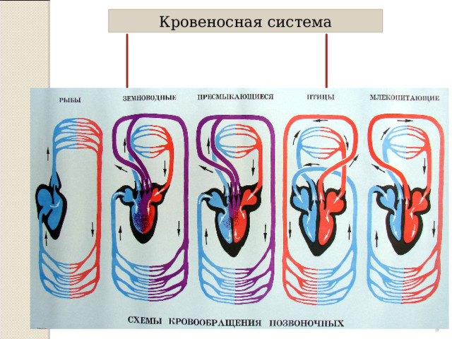 Кровеносная система АРТЕРИАЛЬНАЯ ВЕНОЗНАЯ Кровь, богатая кислородом Кровь, насыщенная углекислым газом  
