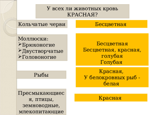 У всех ли животных кровь КРАСНАЯ? Кольчатые черви Бесцветная Бесцветная Бесцветная, красная, голубая Голубая Моллюски: Брюхоногие Двустворчатые Головоногие Красная, У белокровных рыб - белая Рыбы Пресмыкающиеся, птицы, земноводные, млекопитающие Красная 