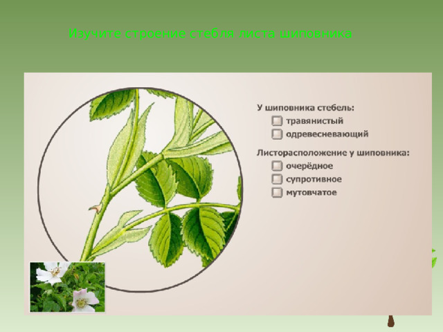 Чем отличаются листья шиповника от сосны