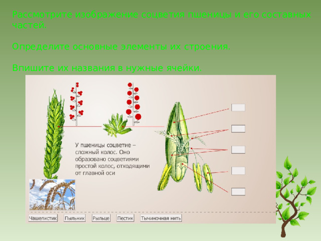 Соцветие пшеницы рисунок