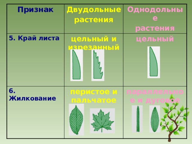 Жилкование листьев класса однодольных