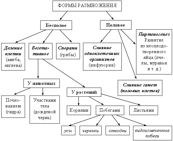 План конспект урока по биологии 9 класс