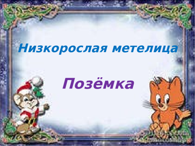 Низкорослая метелица Позёмка 