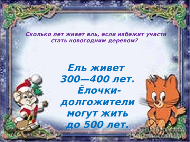   Сколько лет живет ель, если избежит участи стать новогодним деревом?   Ель живет 300—400 лет.  Ёлочки-долгожители могут жить  до 500 лет. 