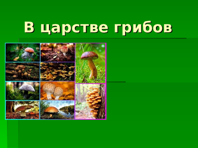 В царстве грибов 