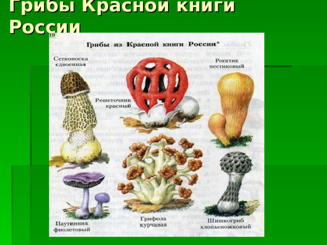 Грибы Красной книги России 
