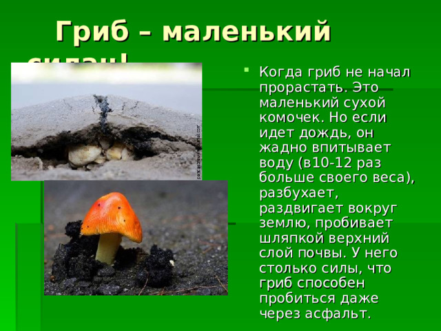  Гриб – маленький силач! Когда гриб не начал прорастать. Это маленький сухой комочек. Но если идет дождь, он жадно впитывает воду (в10-12 раз больше своего веса), разбухает, раздвигает вокруг землю, пробивает шляпкой верхний слой почвы. У него столько силы, что гриб способен пробиться даже через асфальт. 