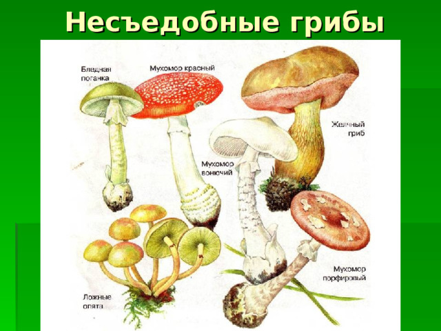  Несъедобные грибы 