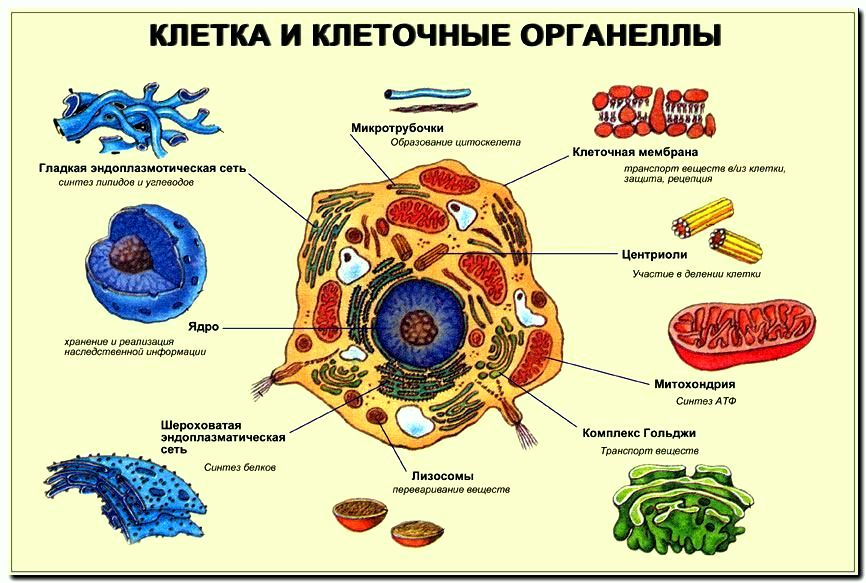 На рисунке схематично изображена связь животной клетки с окружающей средой какое общее свойство