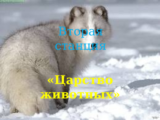 Вторая станция «Царство животных» 