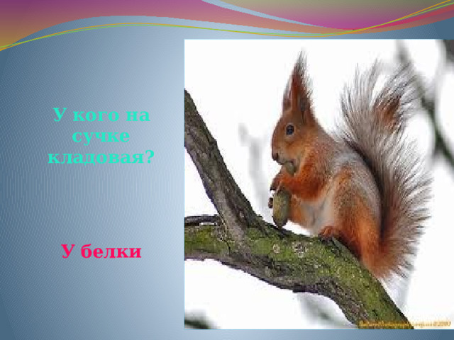 У кого на сучке кладовая? У белки 