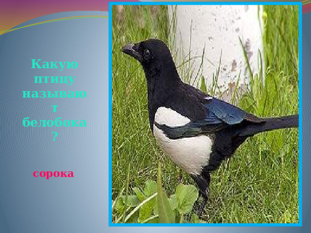 Какую птицу называют белобока? сорока 