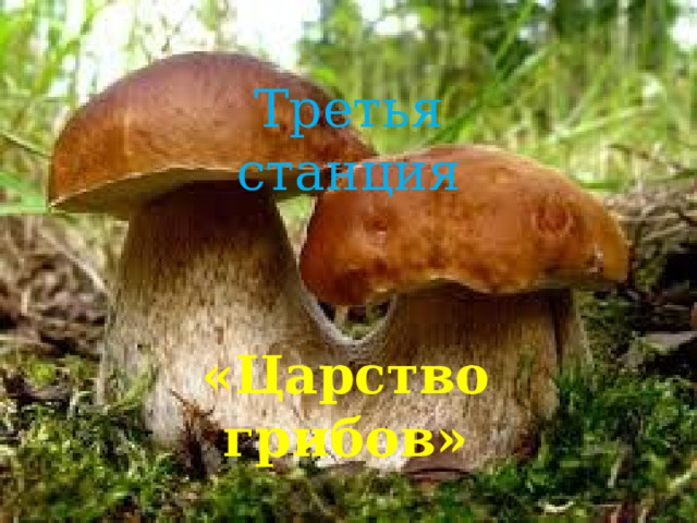 Третья станция «Царство грибов» 