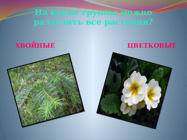 На какие группы можно разделить все растения? ХВОЙНЫЕ ЦВЕТКОВЫЕ 