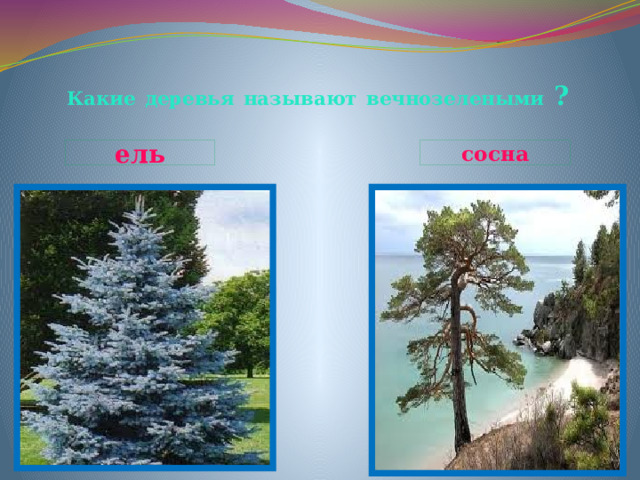 Какие  деревья  называют  вечнозелеными ? ель сосна 