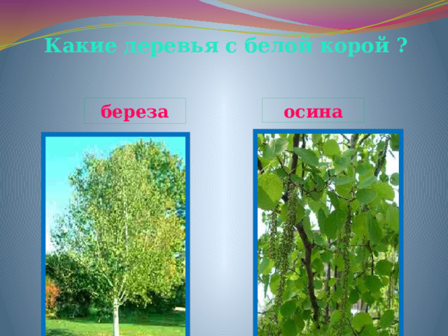 Какие деревья с белой корой ? береза осина 