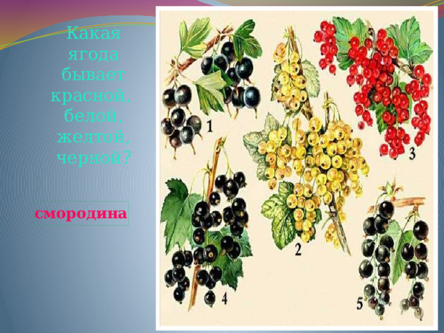 Какая ягода бывает красной, белой, желтой, черной? смородина 
