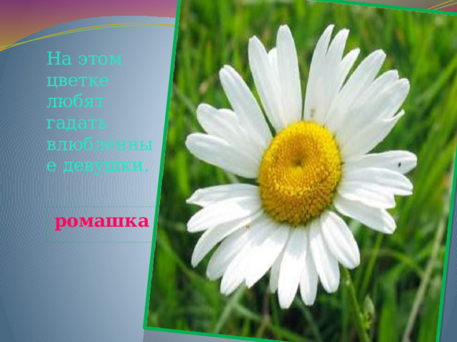 На этом цветке любят гадать влюбленные девушки. ромашка 