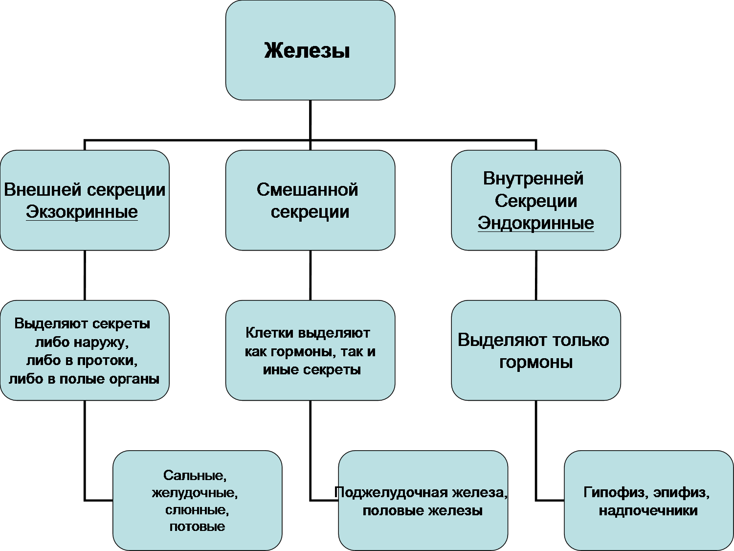 Схема железы внутренней секреции внешней секреции смешанной секреции