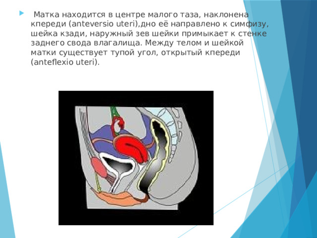 Матка кзади при беременности