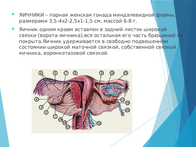 Масса яичника составляет. Ворота яичника анатомия. Афо репродуктивной системы женщины. Анатомо-физиологические особенности яичников у женщин.