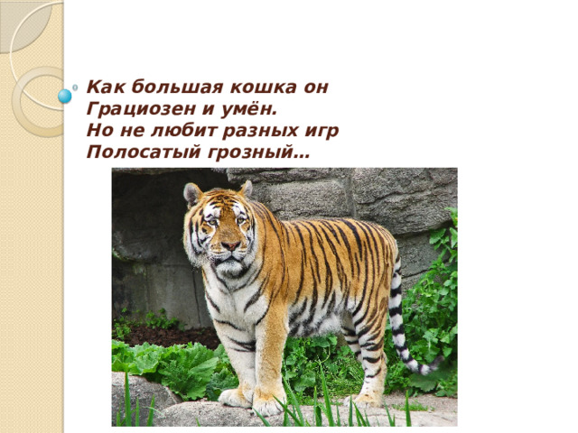 Как большая кошка он  Грациозен и умён.  Но не любит разных игр  Полосатый грозный… 
