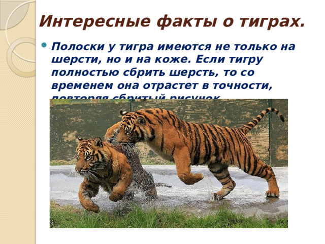 Интересные факты о тиграх. Полоски у тигра имеются не только на шерсти, но и на коже. Если тигру полностью сбрить шерсть, то со временем она отрастет в точности, повторяя сбритый рисунок. 