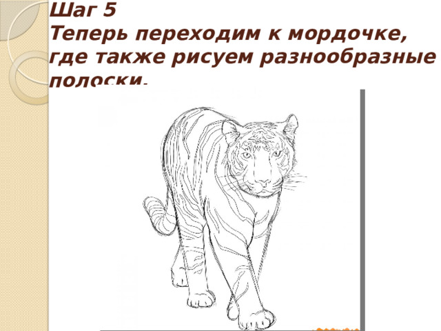 Шаг 5  Теперь переходим к мордочке, где также рисуем разнообразные полоски. 