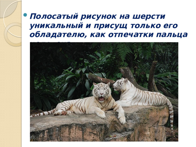 Полосатый рисунок на шерсти уникальный и присущ только его обладателю, как отпечатки пальца человека. 