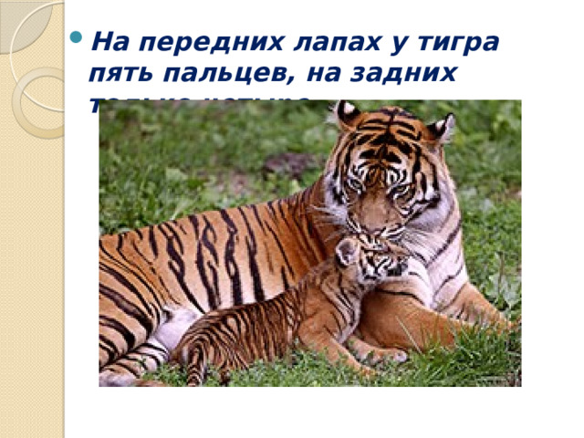 На передних лапах у тигра пять пальцев, на задних только четыре. 