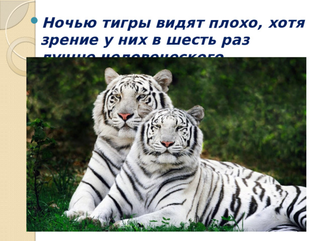 Ночью тигры видят плохо, хотя зрение у них в шесть раз лучше человеческого . 