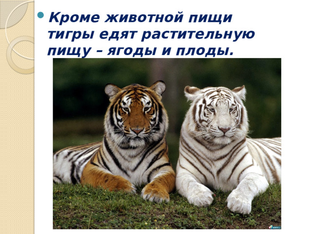 Кроме животной пищи тигры едят растительную пищу – ягоды и плоды. 