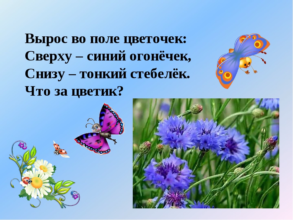 Загадка поле. Загадки презентация. Загадки о поле и цветах. Загадки про поле и цветы. Загадки о поле о цветах для детей.