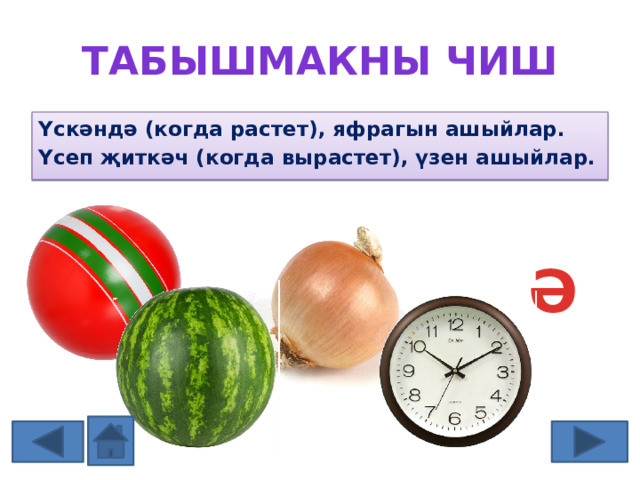 Табышмакны чиш Үскәндә (когда растет), яфрагын ашыйлар. Үсеп җиткәч (когда вырастет), үзен ашыйлар. ТӘ Ә Ә Р З 