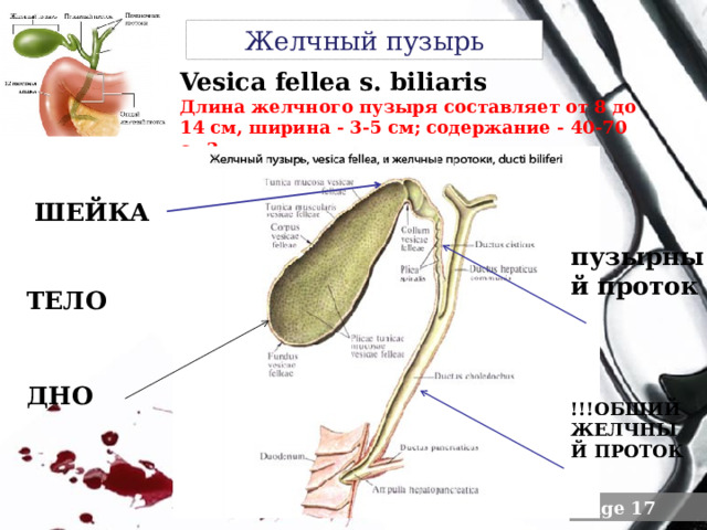 Желчный пузырь Vesica fellea s. biliaris Длина желчного пузыря составляет от 8 до 14 см, ширина - 3-5 см; содержание - 40-70 см3  ШЕЙКА пузырный проток ТЕЛО ДНО !!!ОБЩИЙ ЖЕЛЧНЫЙ ПРОТОК 