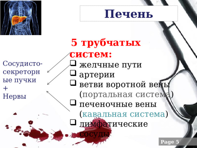 Печень   5 трубчатых систем: желчные пути артерии ветви воротной вены ( портальная система ) печеночные вены ( кавальная система ) лимфатические сосуды Сосудисто-секреторные пучки + Нервы 