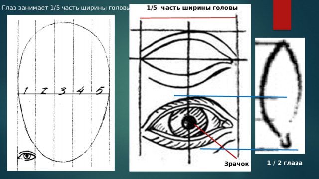 Глаз занимает 1/5 часть ширины головы 1/5 часть ширины головы 1 / 2 глаза Зрачок 