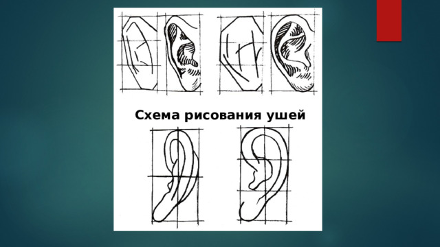 Схема рисования ушей 