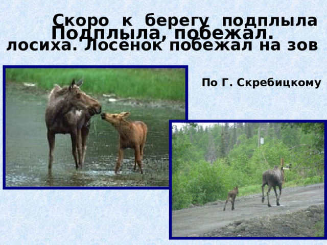  Скоро к берегу подплыла лосиха. Лосёнок побежал на зов матери. Подплыла, побежал. По Г. Скребицкому 