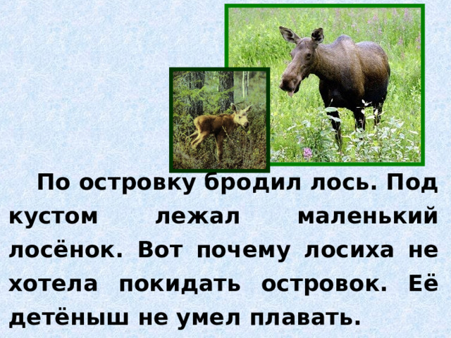 По островку бродил лось. Под кустом лежал маленький лосёнок. Вот почему лосиха не хотела покидать островок. Её детёныш не умел плавать. 