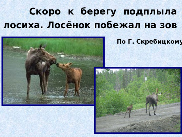  Скоро к берегу подплыла лосиха. Лосёнок побежал на зов матери. По Г. Скребицкому 