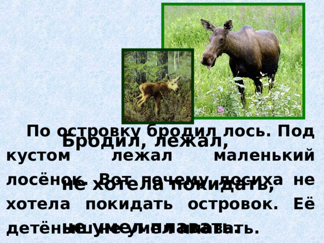  По островку бродил лось. Под кустом лежал маленький лосёнок. Вот почему лосиха не хотела покидать островок. Её детёныш не умел плавать. Бродил, лежал,  не хотела покидать,  не умел плавать. 