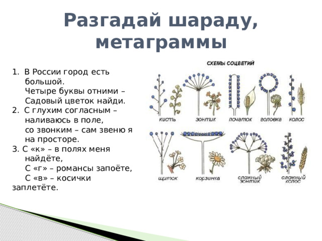 Какие виды соцветий вы знаете 6 класс