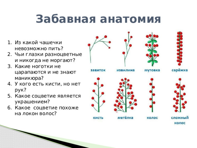 Тип соцветия малины